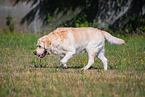 Labrador Retriever in summer