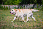 Labrador Retriever in summer