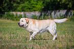 Labrador Retriever in summer