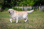 Labrador Retriever in summer