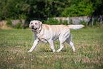 Labrador Retriever in summer