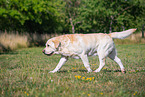 Labrador Retriever in summer