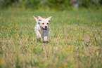 Labrador Retriever Puppy