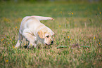 Labrador Retriever Puppy