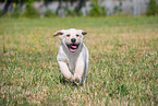 Labrador Retriever Puppy