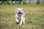 Labrador Retriever Puppy