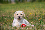 Labrador Retriever Puppy