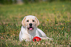 Labrador Retriever Puppy