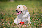 Labrador Retriever Puppy