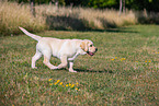 Labrador Retriever Puppy