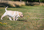 Labrador Retriever Puppy