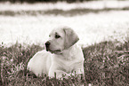 Labrador Retriever Puppy