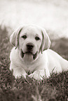 Labrador Retriever Puppy