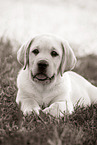 Labrador Retriever Puppy