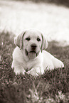 Labrador Retriever Puppy