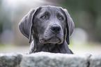 Labrador Retriever Puppy