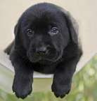 Labrador Retriever Puppy