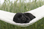 Labrador Retriever Puppy