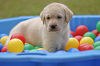 Labrador Retriever Puppy