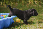 Labrador Retriever Puppy