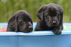 Labrador Retriever Puppies