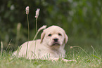 Labrador Retriever Puppy