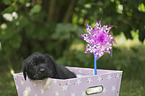 Labrador Retriever Puppy