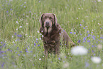 brown-tan Labrador Retriever