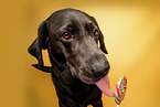 Labrador Retriever in studio