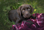 Labrador Retriever Puppy