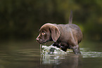 Labrador Retriever Puppy
