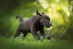 Labrador Retriever Puppy