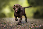 Labrador Retriever Puppy