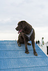 brown Labrador Retriever