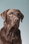 brown Labrador Retriever