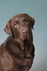 brown Labrador Retriever