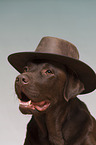 brown Labrador Retriever