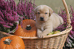 Labrador Retriever Puppy