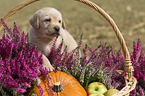 Labrador Retriever Puppy