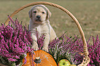 Labrador Retriever Puppy