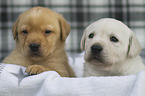 Labrador Retriever Puppies