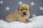 Labrador Retriever Puppy