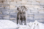 Labrador Retriever Puppy