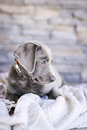 Labrador Retriever Puppy