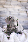 Labrador Retriever Puppy