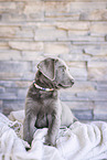 Labrador Retriever Puppy