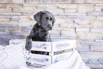 Labrador Retriever Puppy