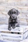 Labrador Retriever Puppy