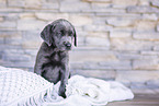 Labrador Retriever Puppy