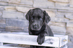 Labrador Retriever Puppy